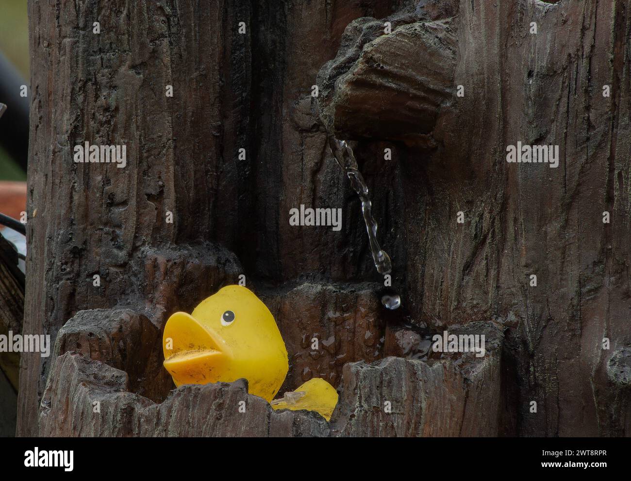 Rubber Duckie on a garden water fountain Stock Photo