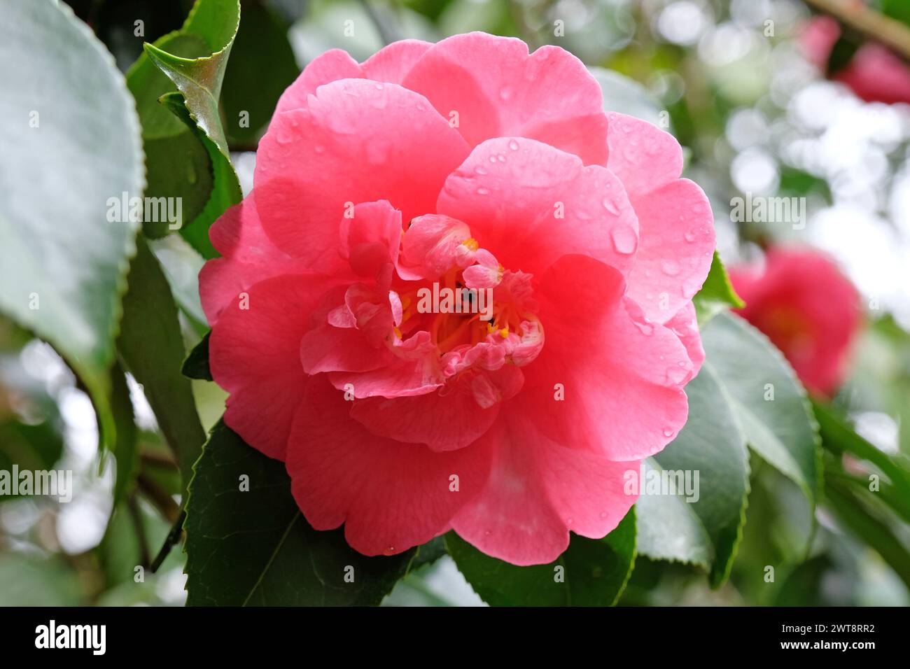 Pink and yellow double Camellia japonica 'Akashigata' in flower. Stock Photo
