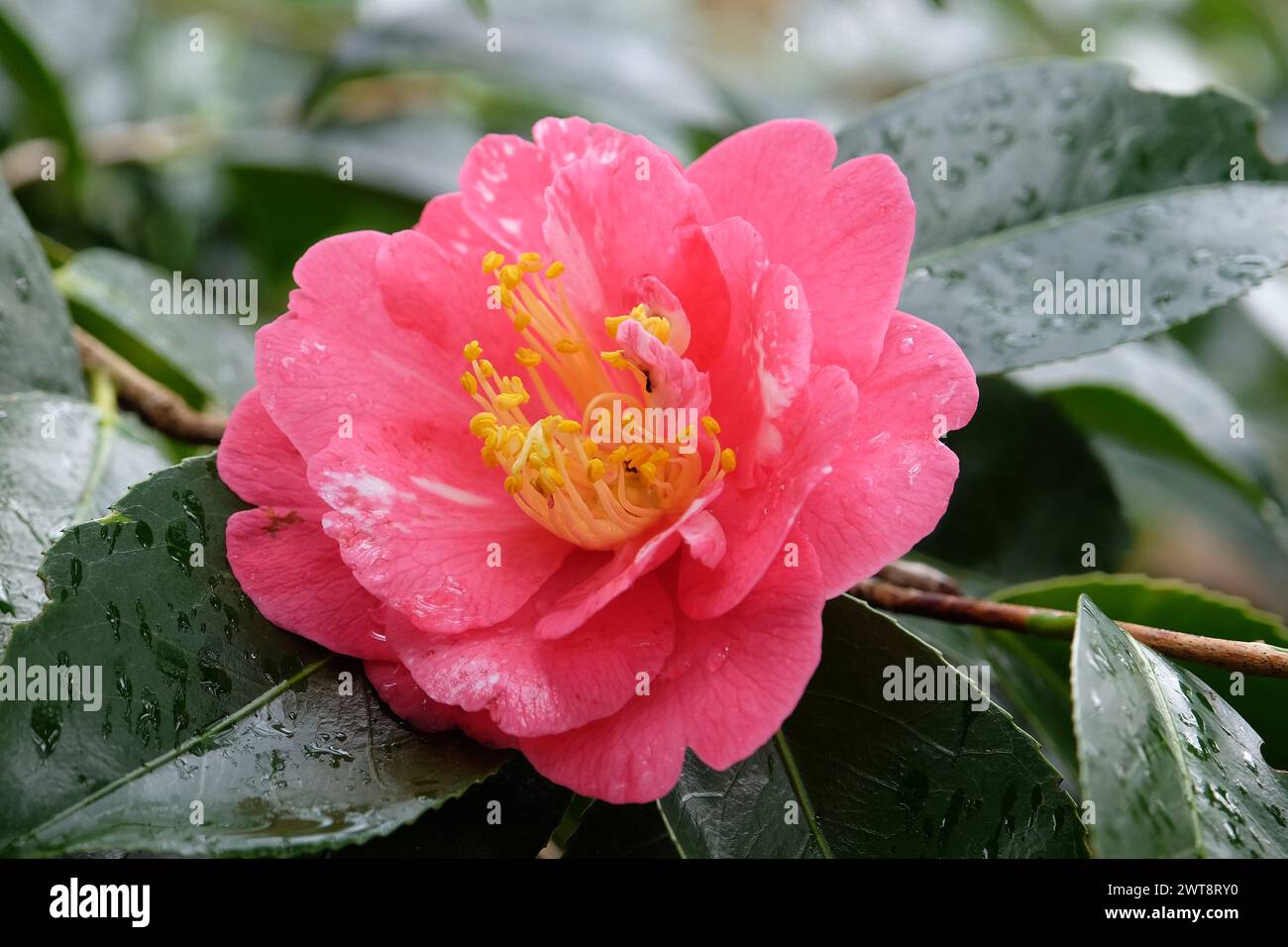 Pink and yellow double Camellia japonica 'Akashigata' in flower. Stock Photo