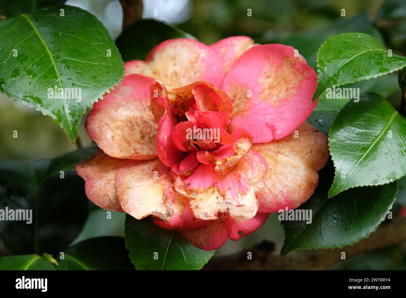 Faded Pink and yellow double Camellia japonica 'Akashigata' in flower. Stock Photo