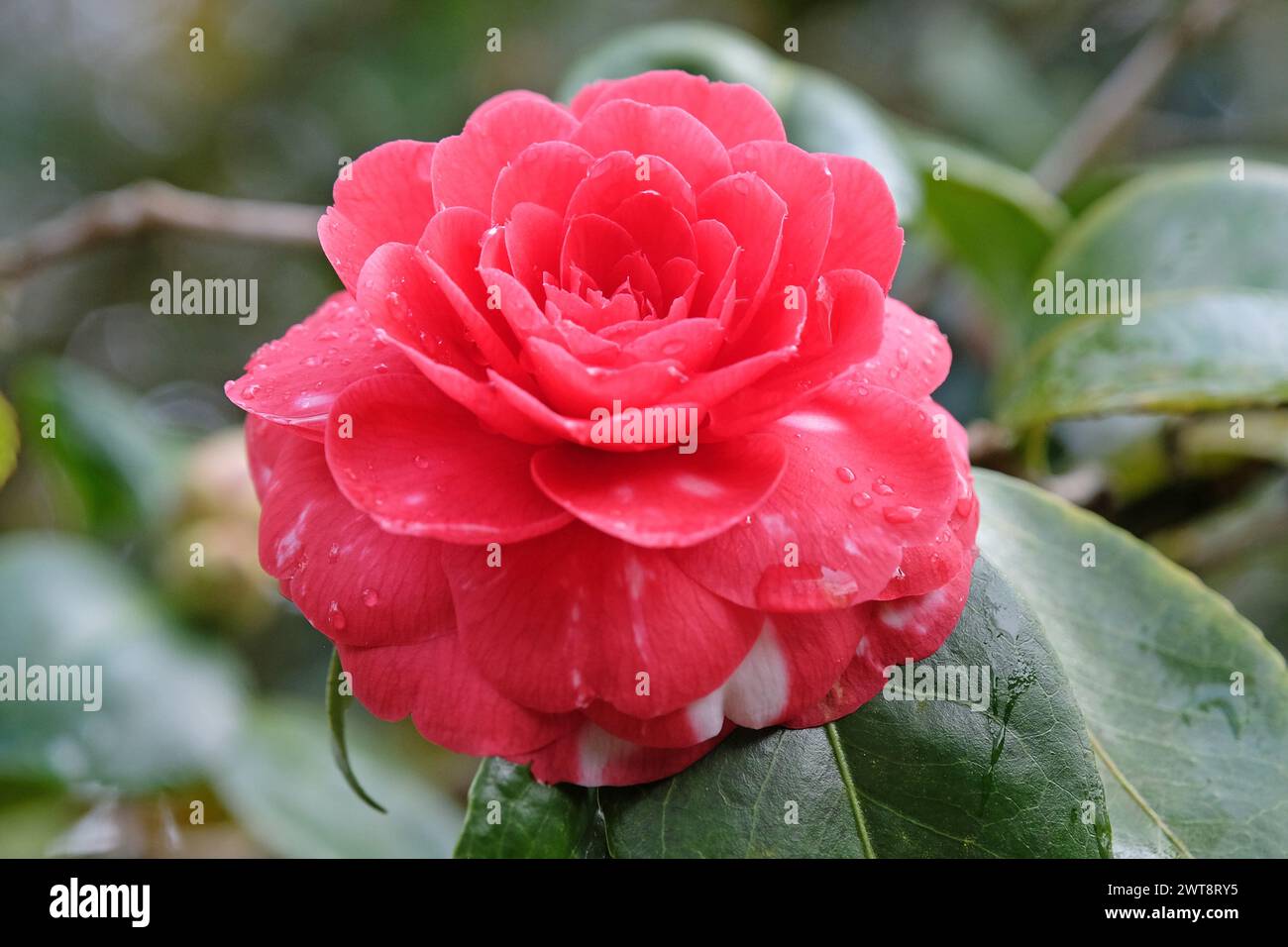 Red rosette double Camellia japonica ÔBlack TieÕ in flower. Stock Photo