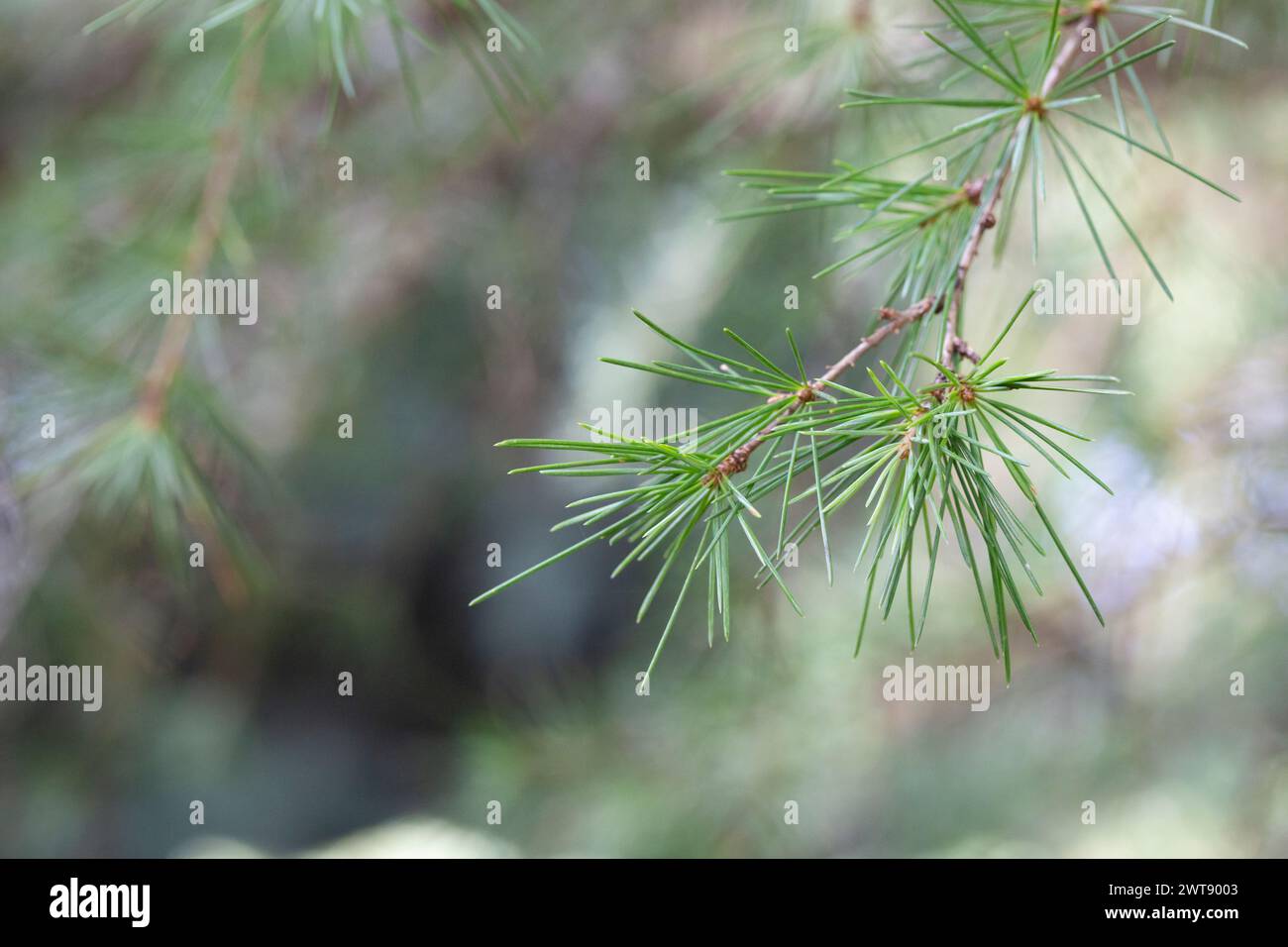 close up of the Cedrus deodara branch in park on a blurred background Stock Photo