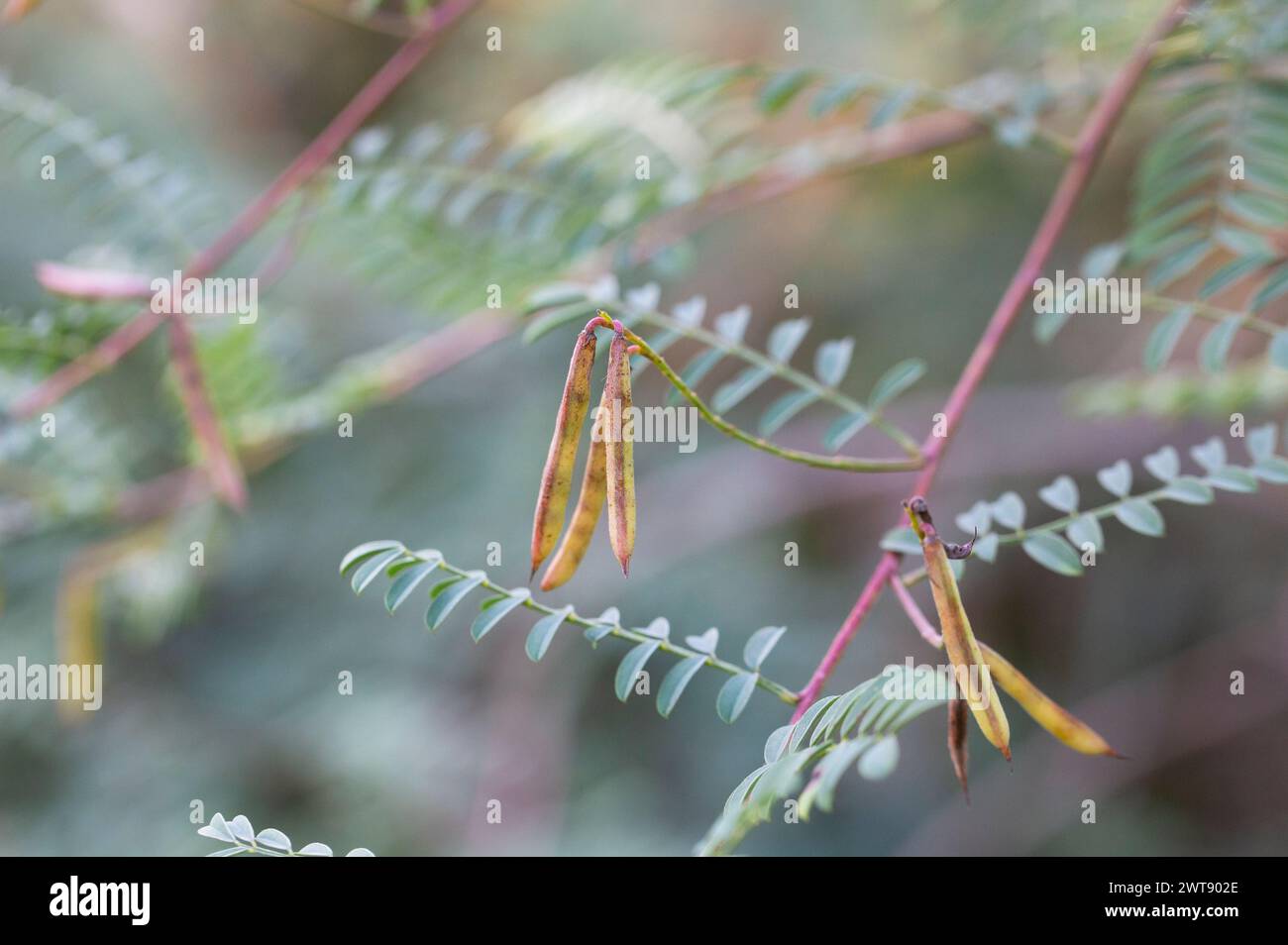Acacia leaves with a pattern and long green pods with seeds on a blurred background of a garden lawn. Fresh foliage and branches in the park. Summer g Stock Photo