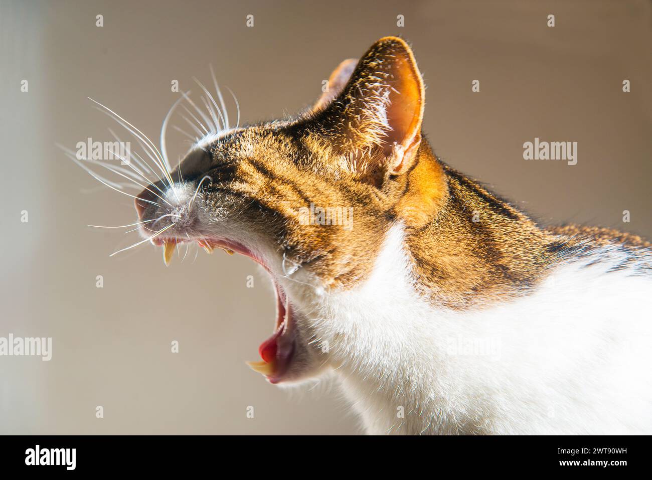 Tabby and white cat yawning. Stock Photo