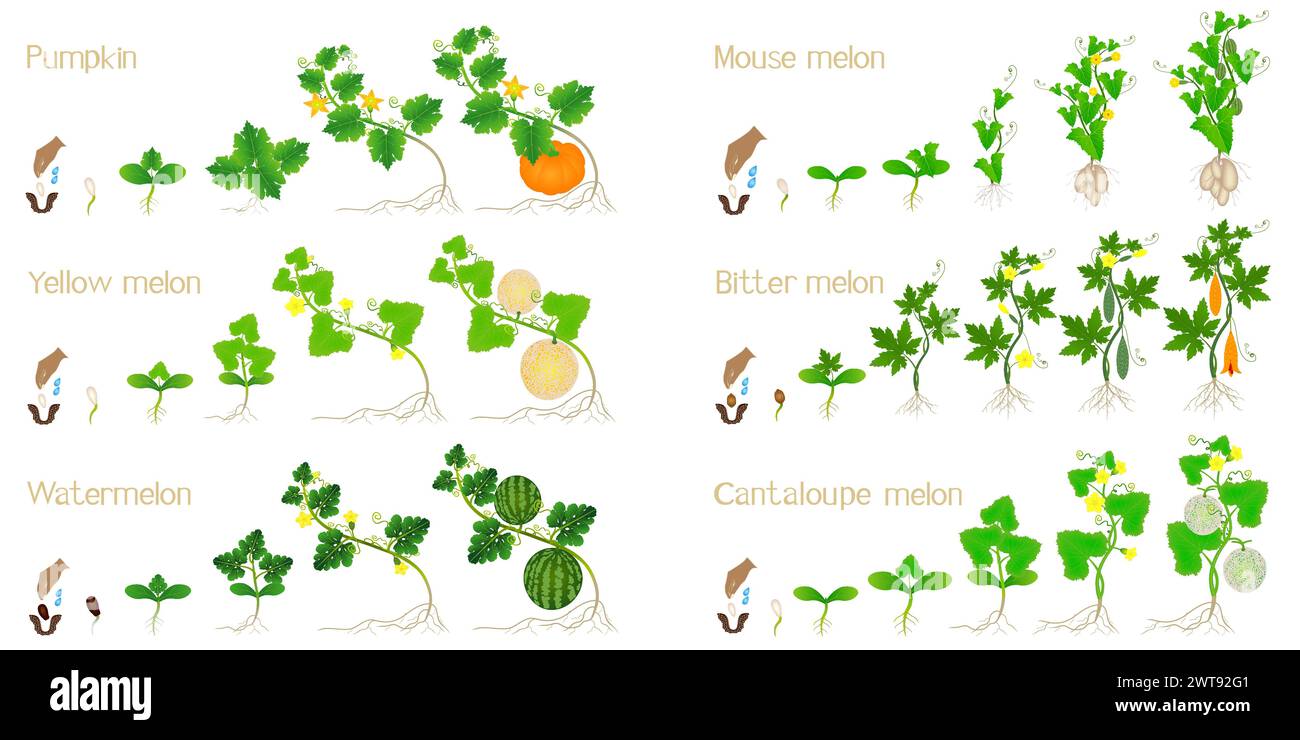 Set of growth cycles of agricultural crops on a white background. Stock Vector