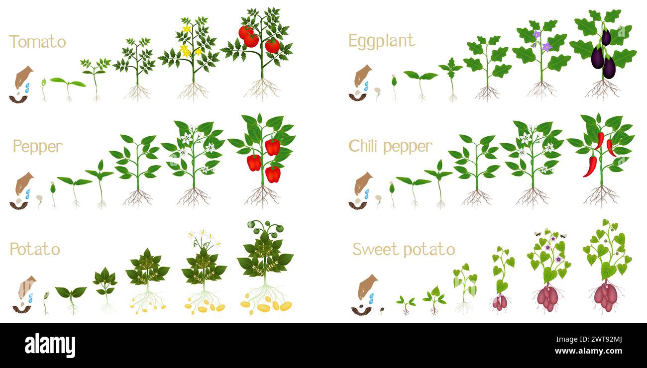 Set of growth cycles of vegetable crops on a white background. Stock Vector