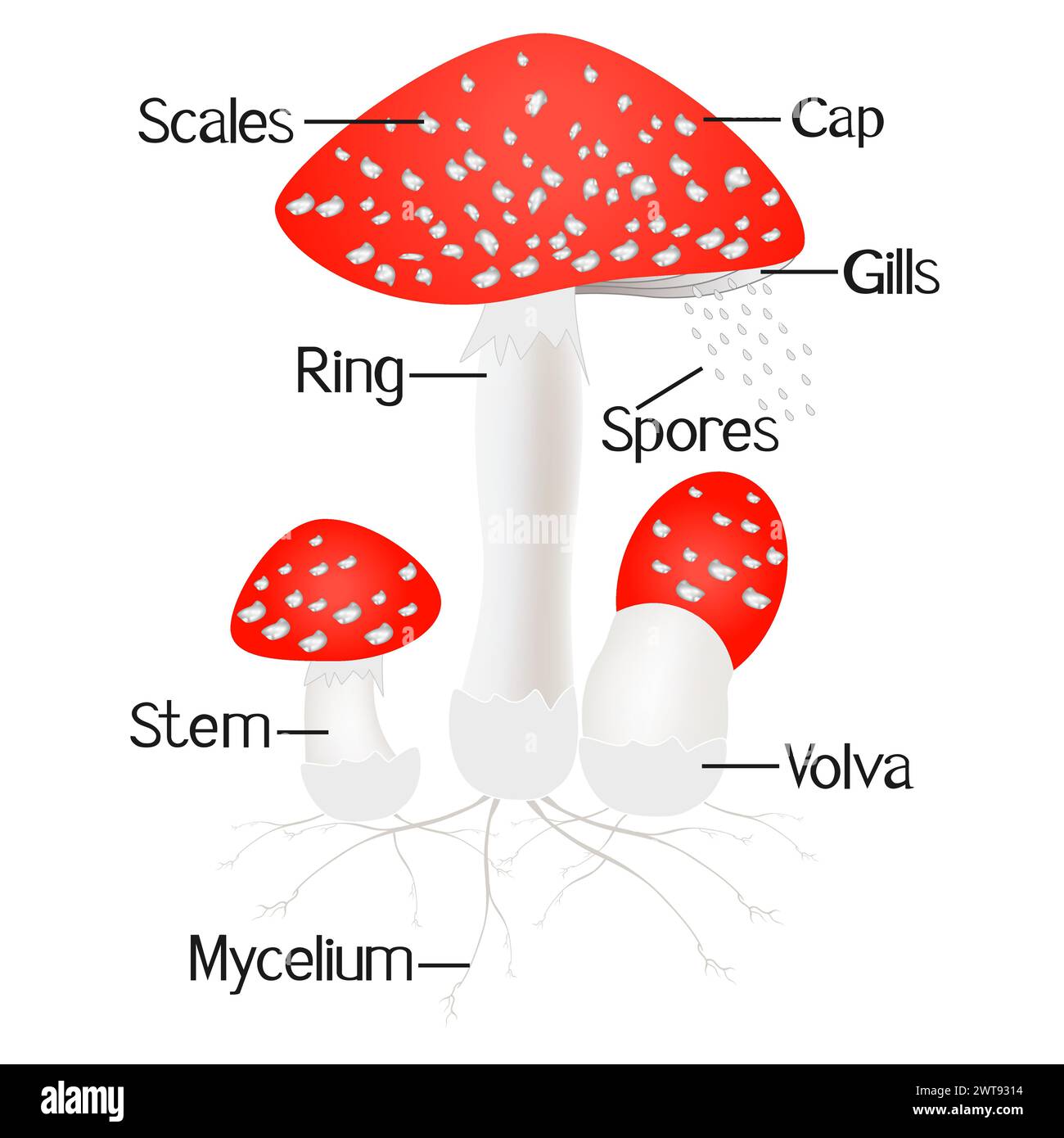 Parts of amanita mushroom isolated on white background Stock Vector ...