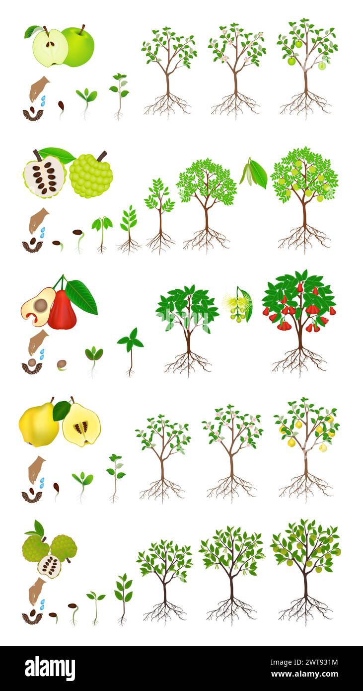 Set of stages of growth of an apple tree on a white background. Stock Vector