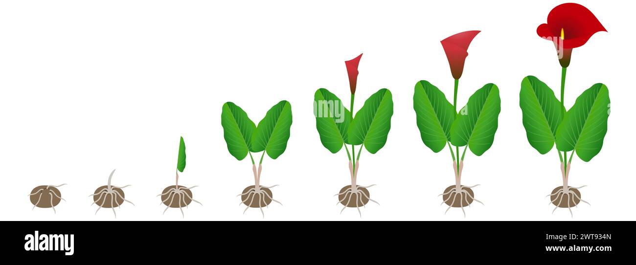 Cycle of growth of calla lilies from a tuber on a white background. Stock Vector