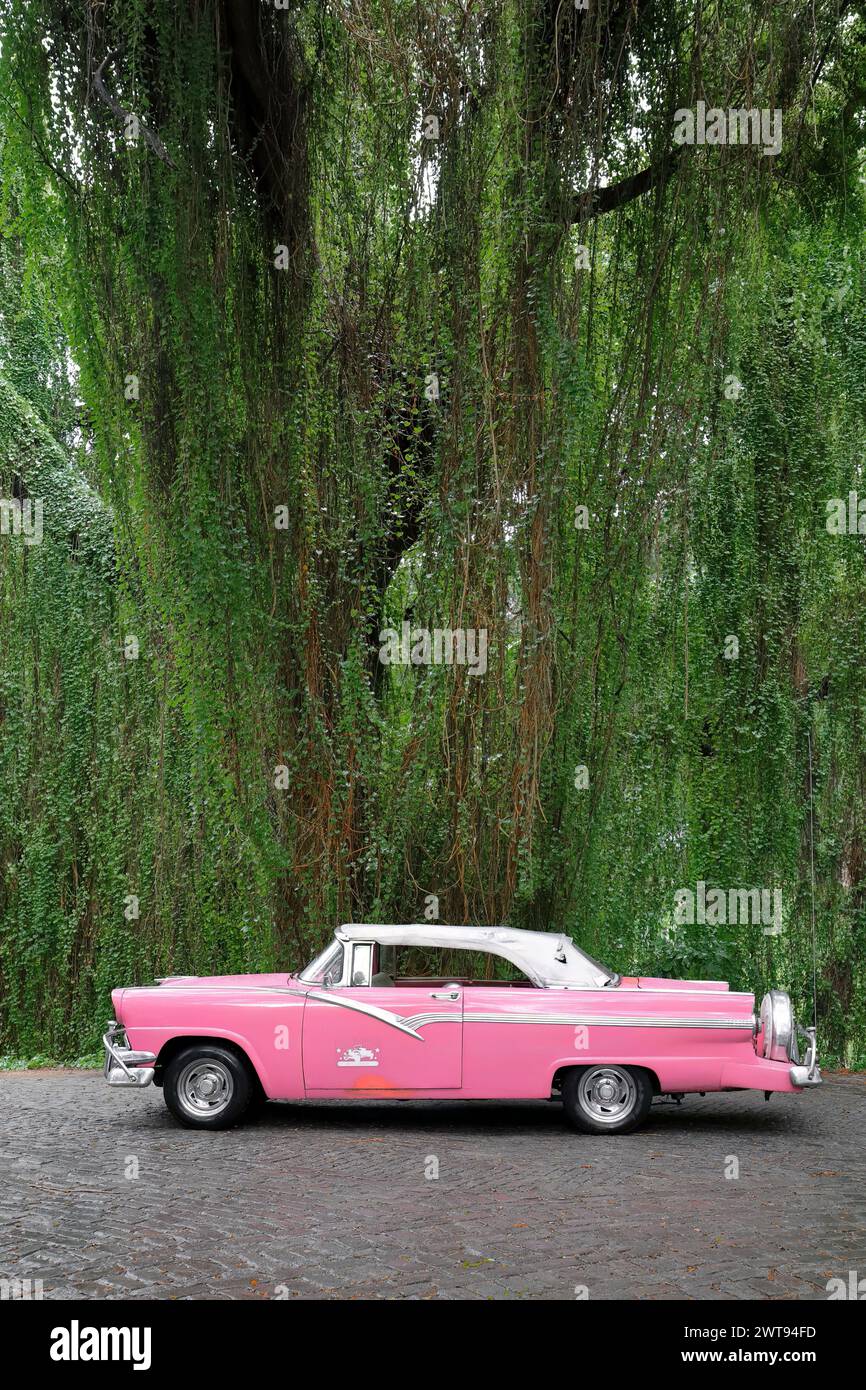 082 American classic convertible pink car left side -Ford Fairlane Sunliner 1956- parked under a vine-covered jaguey tree, Isla Josefina. Havana-Cuba. Stock Photo