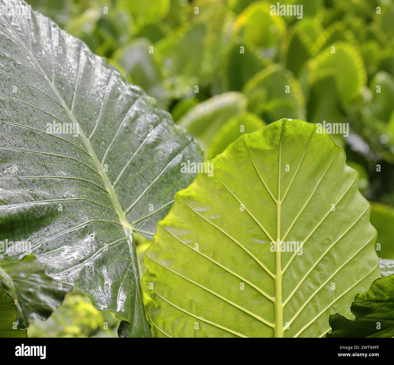 083 Close-up of giant taro -Alocasia macrorrhizos- plants growing in the Isla Josefina Island area of the Almendares River Park. Havana-Cuba. Stock Photo