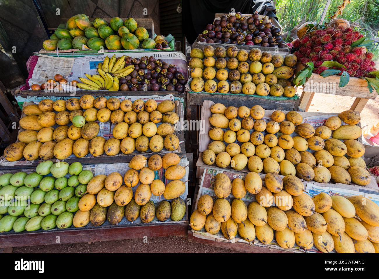 Tropical Fruit Stand in Sri Lanka. A vibrant fruit stand in Sri Lanka, showcasing a variety of tropical fruits such as mangoes, rambutan, papaya, and Stock Photo