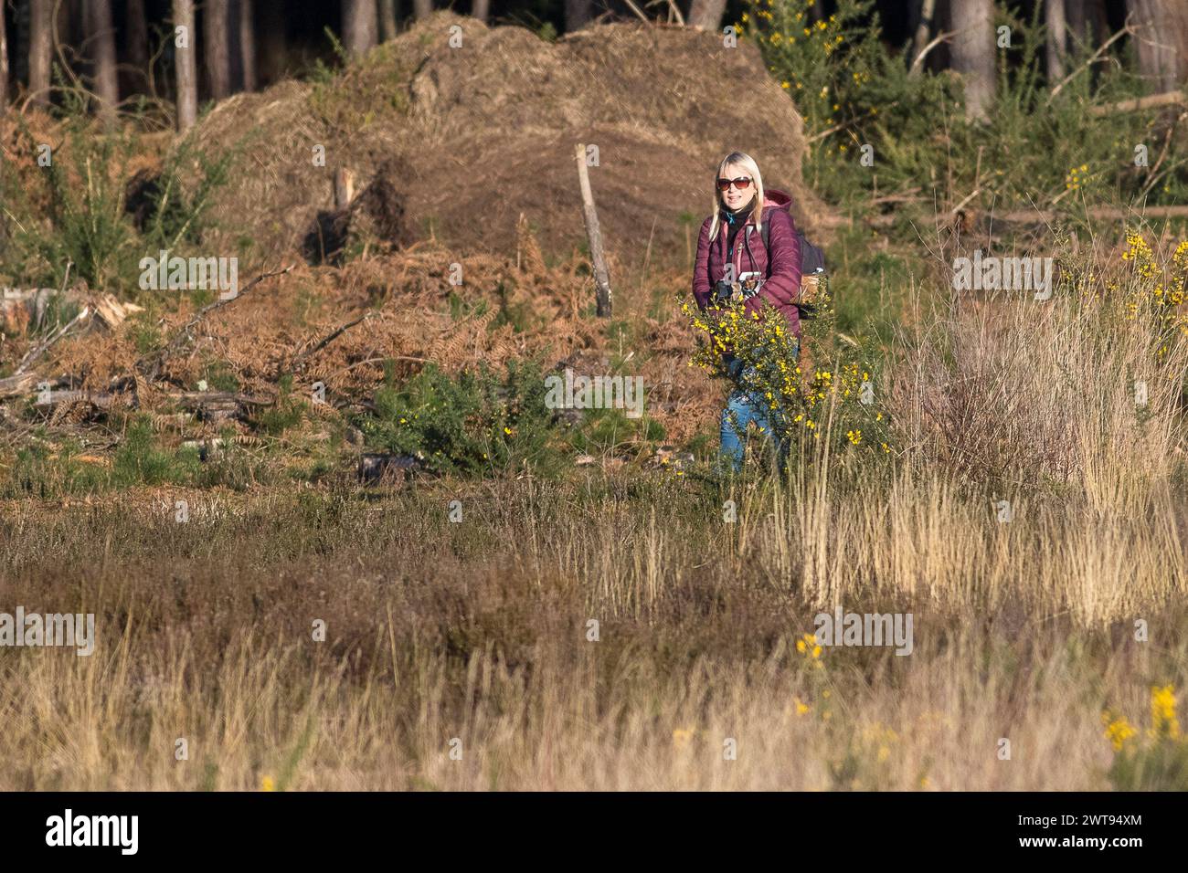 Godalming, UK. 16th Mar, 2024. Thursley Common, Elstead. 16th March 2024. A sunny start to the day for the Home Counties. A beautiful blonde photographer enjoying the sunny conditions at Thursley Common near Godalming in Surrey. Credit: james jagger/Alamy Live News Stock Photo