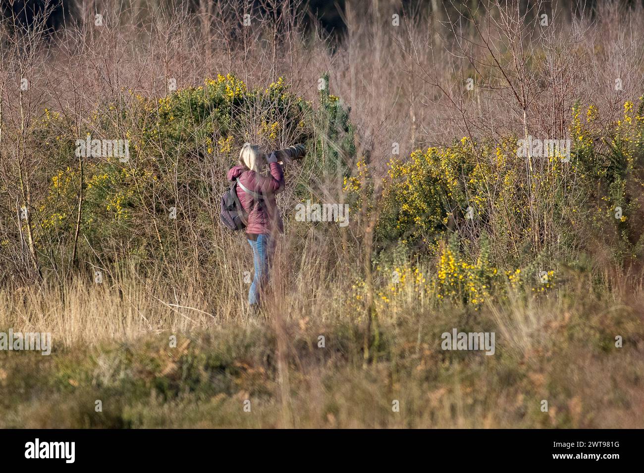 Godalming, UK. 16th Mar, 2024. Thursley Common, Elstead. 16th March