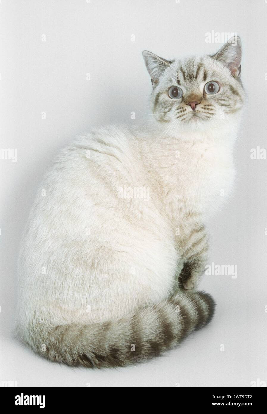Young Adult British Shorthair Chocolate Tabby Colourpoint Cat on a White Background Bsh Stock Photo