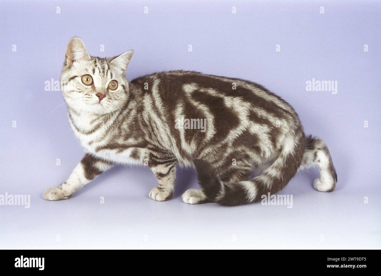 Young Adult British Shorthair Chocolate Silver Tabby Cat Prowling Bsh Stock Photo