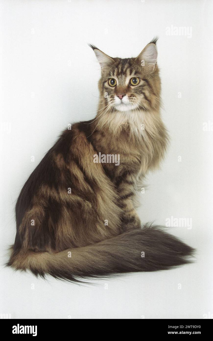 Alert Adult Maine Coon Brown Tabby Sitting Up on a White Background Stock Photo
