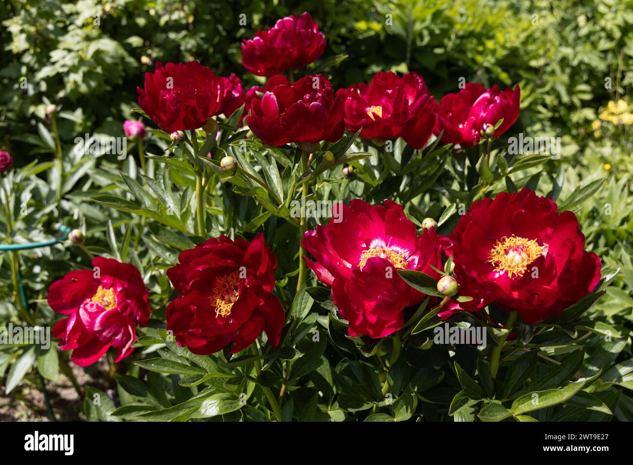 Herbaceous peonies Chervonnyj Oksamit in flowers. Red peony oscamite Stock Photo