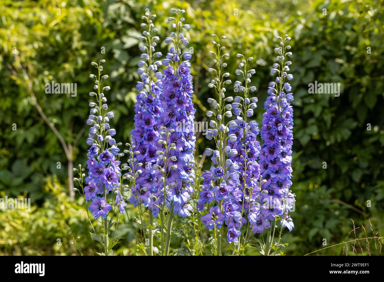 Blue delphinium flower as nice natural background Stock Photo