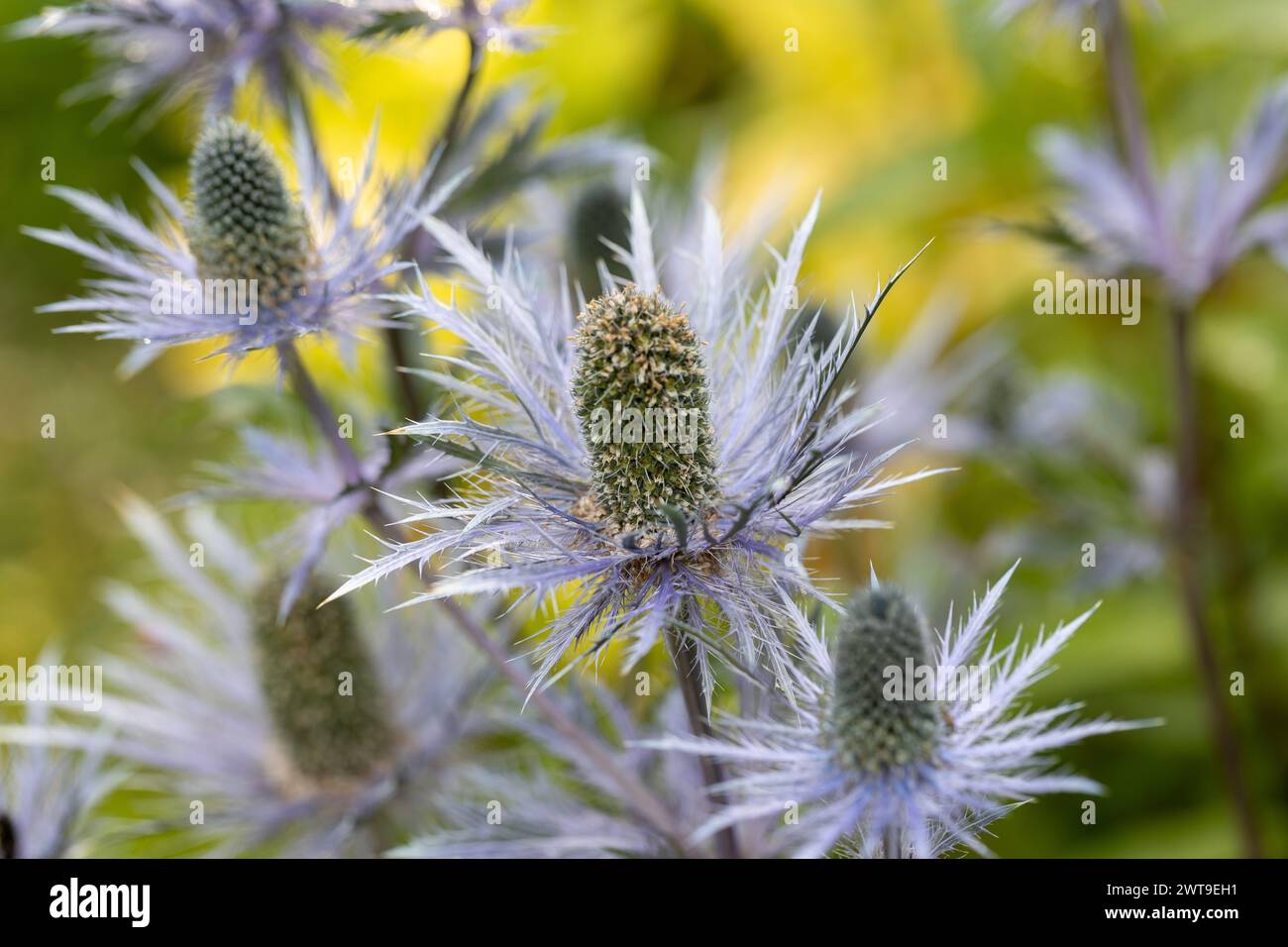 Eryngium alpinum 'Blue Jackpot' also known as Blue Sea Holly Stock