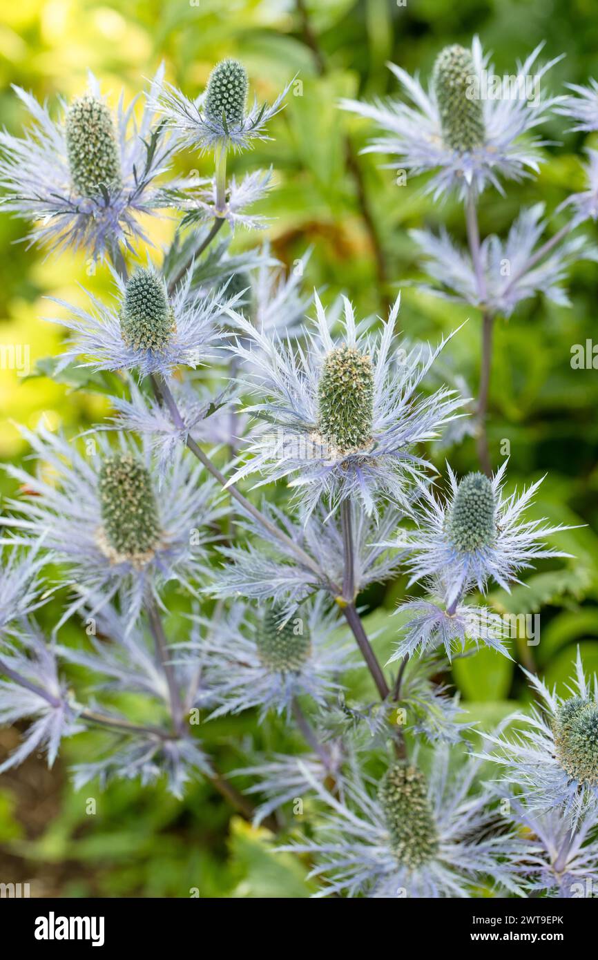 Eryngium alpinum 'Blue Jackpot' also known as Blue Sea Holly Stock Photo Alamy