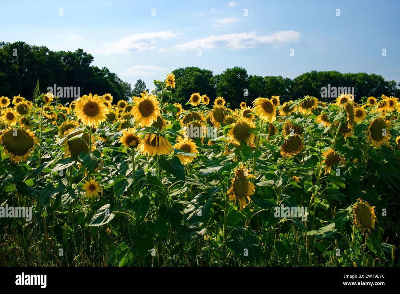 A field of sunflowers with green leaves under a blue sky Stock Photo ...