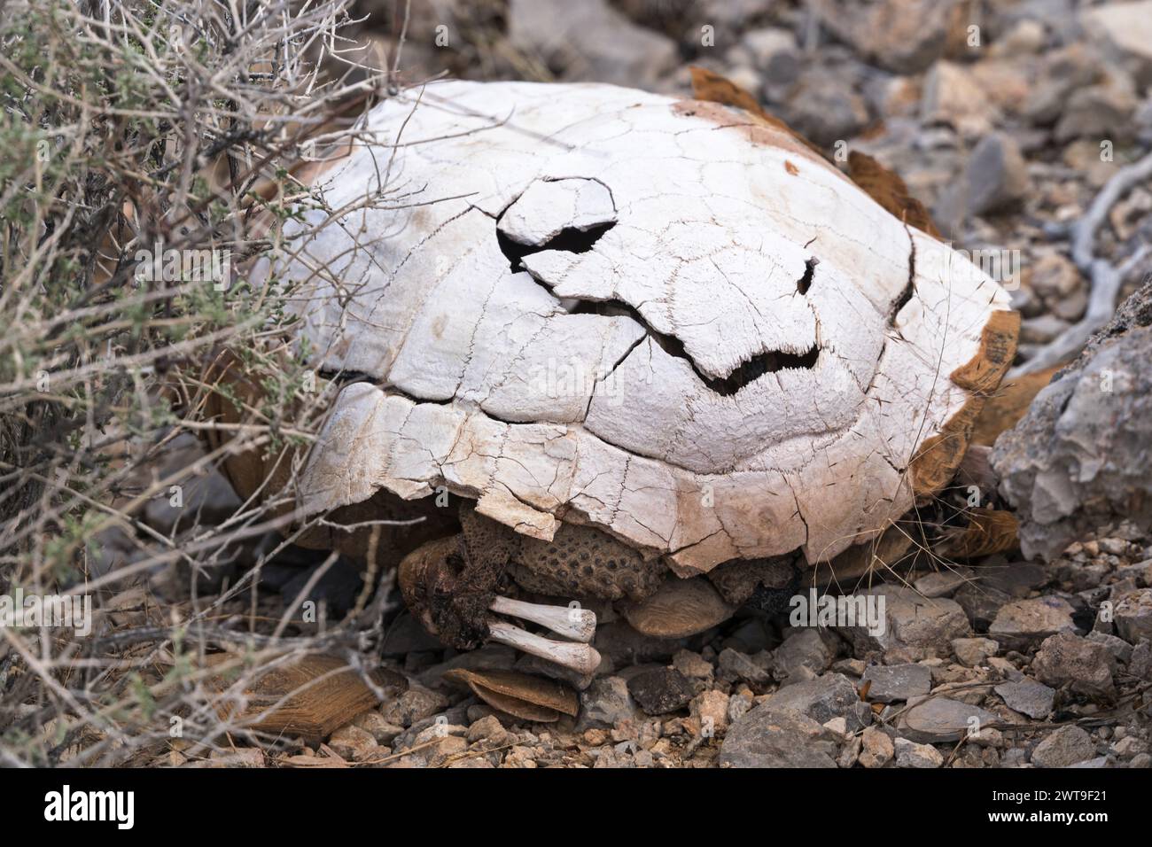 long dead desert tortoise shell and bones in the Mojave Desert of California Stock Photo