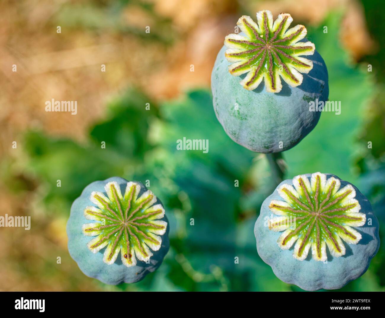 Three green poppy seed pods stand against a blurred background, their tops open revealing the seeds inside. Stock Photo