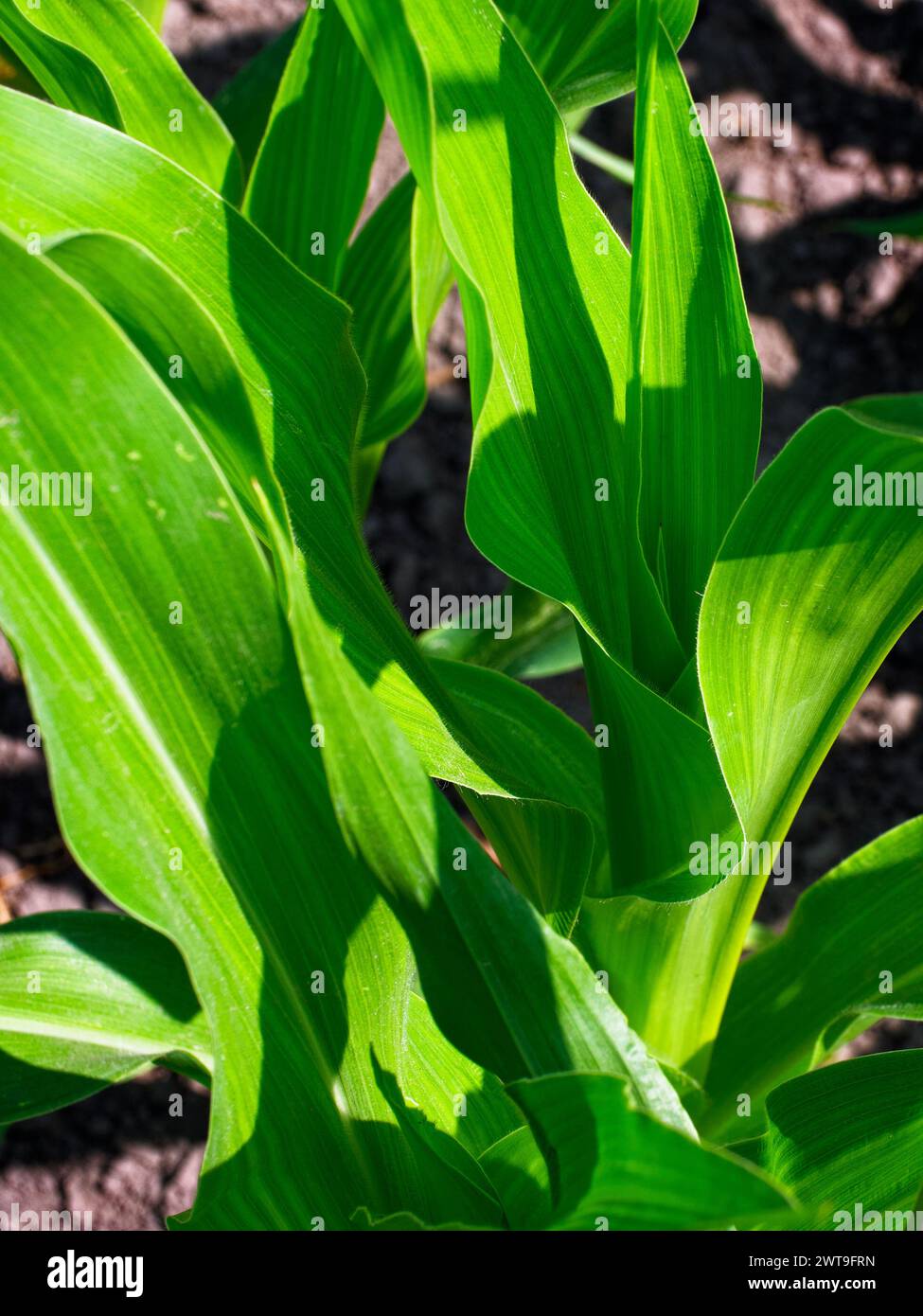 Sunlit Cornfield: Close-up of vibrant green corn leaves, illuminated by sunlight, showcasing natural patterns and textures. Stock Photo