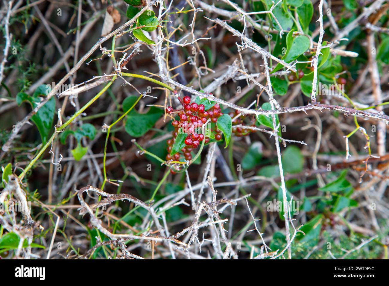 Flora branch red growing hi-res stock photography and images - Alamy