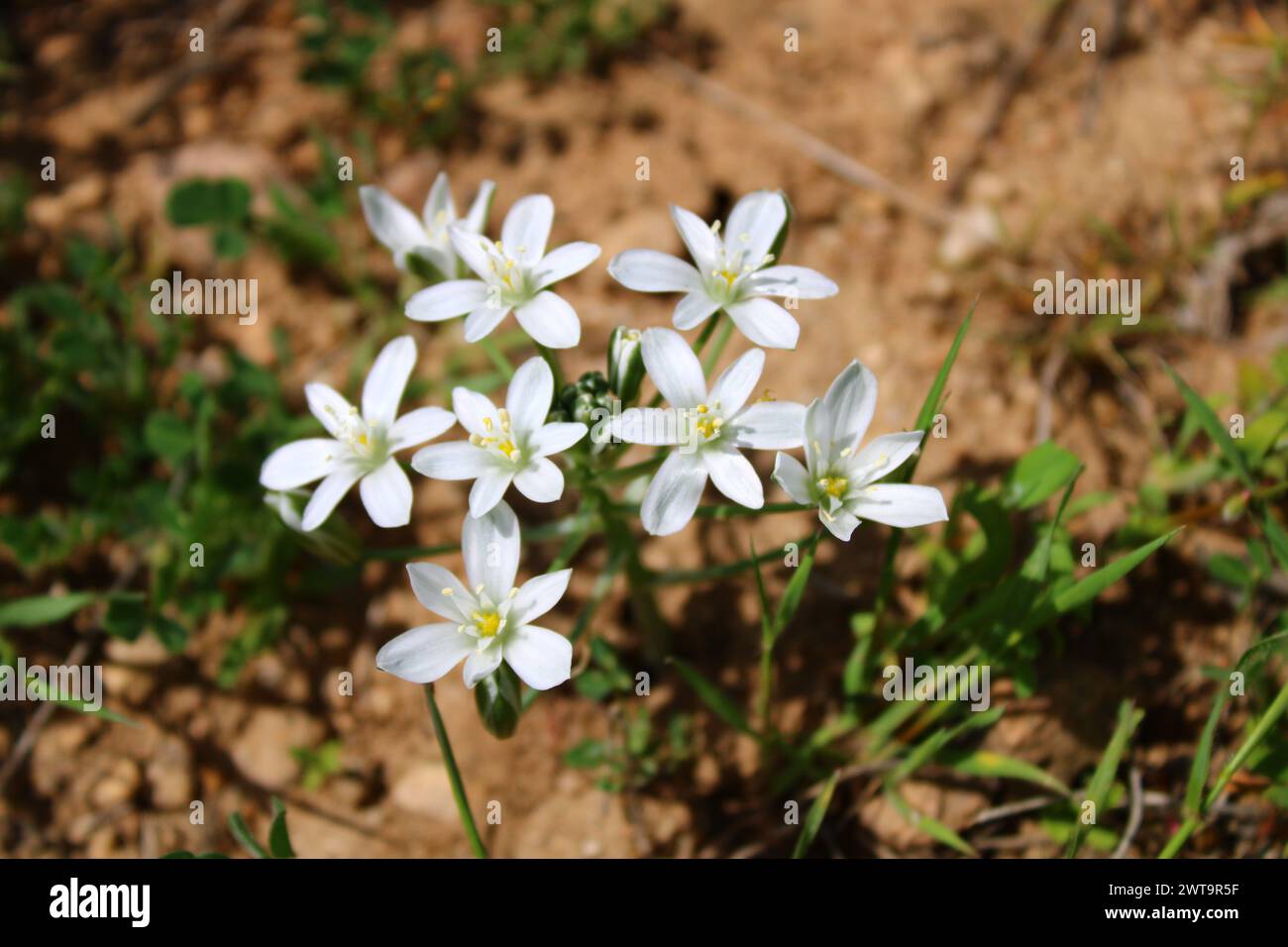 Ornithogalum orthophyllum. white flower in the garden. Stock Photo