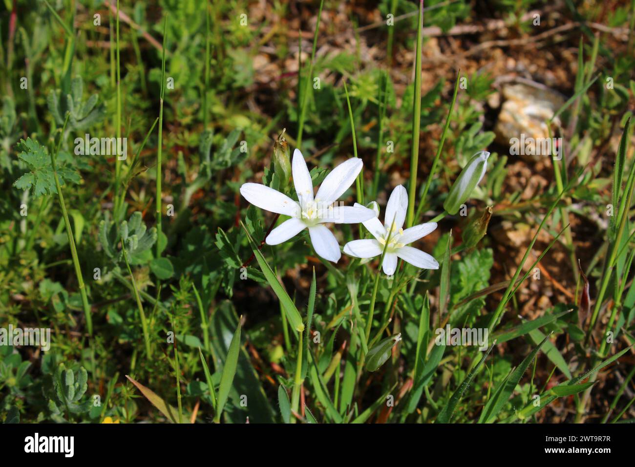 Ornithogalum orthophyllum. white flower in the garden. Stock Photo