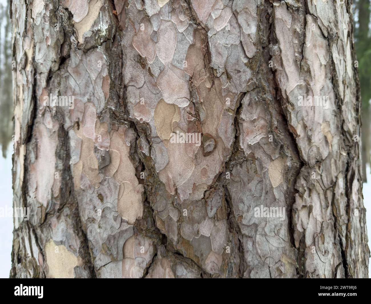 tree trunk, tree bark pattern Stock Photo - Alamy