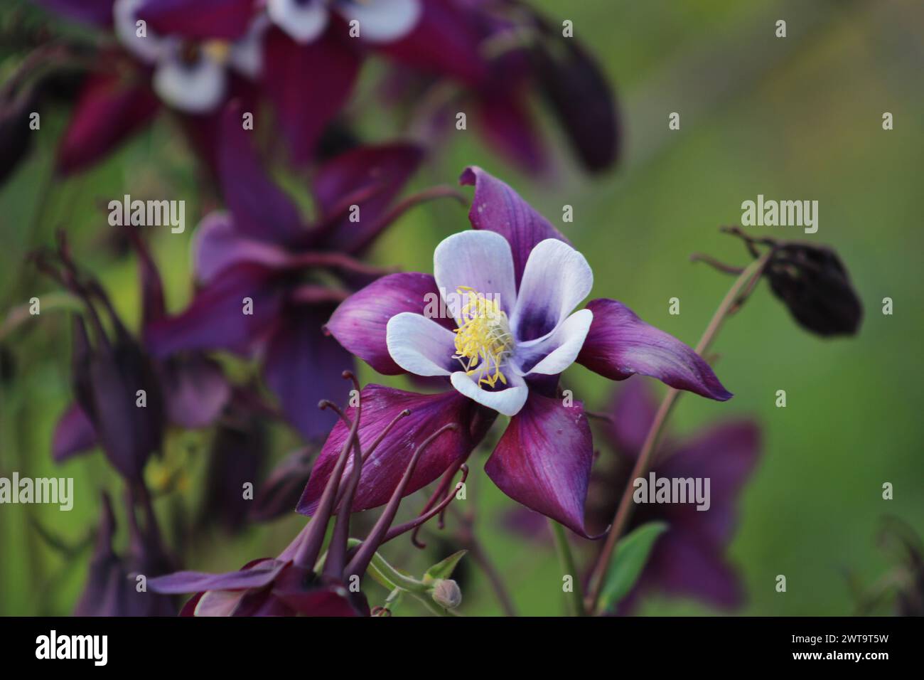 Aquilegia coerulea, the Colorado blue columbine, is a species of flowering plant in the buttercup family Ranunculaceae, Stock Photo