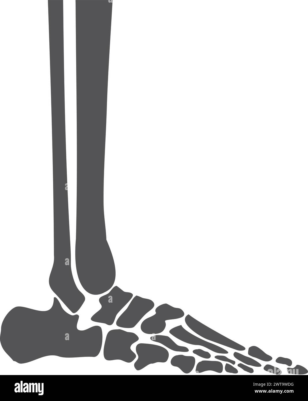 Human leg bones. Feet anatomy side view Stock Vector