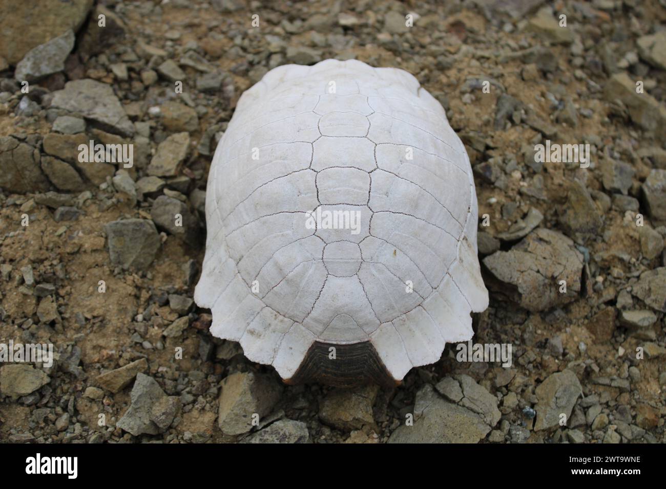 Turtle fossil. Dead and bleached turtle skeleton. Stock Photo