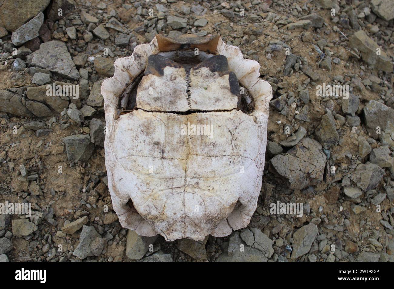Turtle fossil. Dead and bleached turtle skeleton. Stock Photo