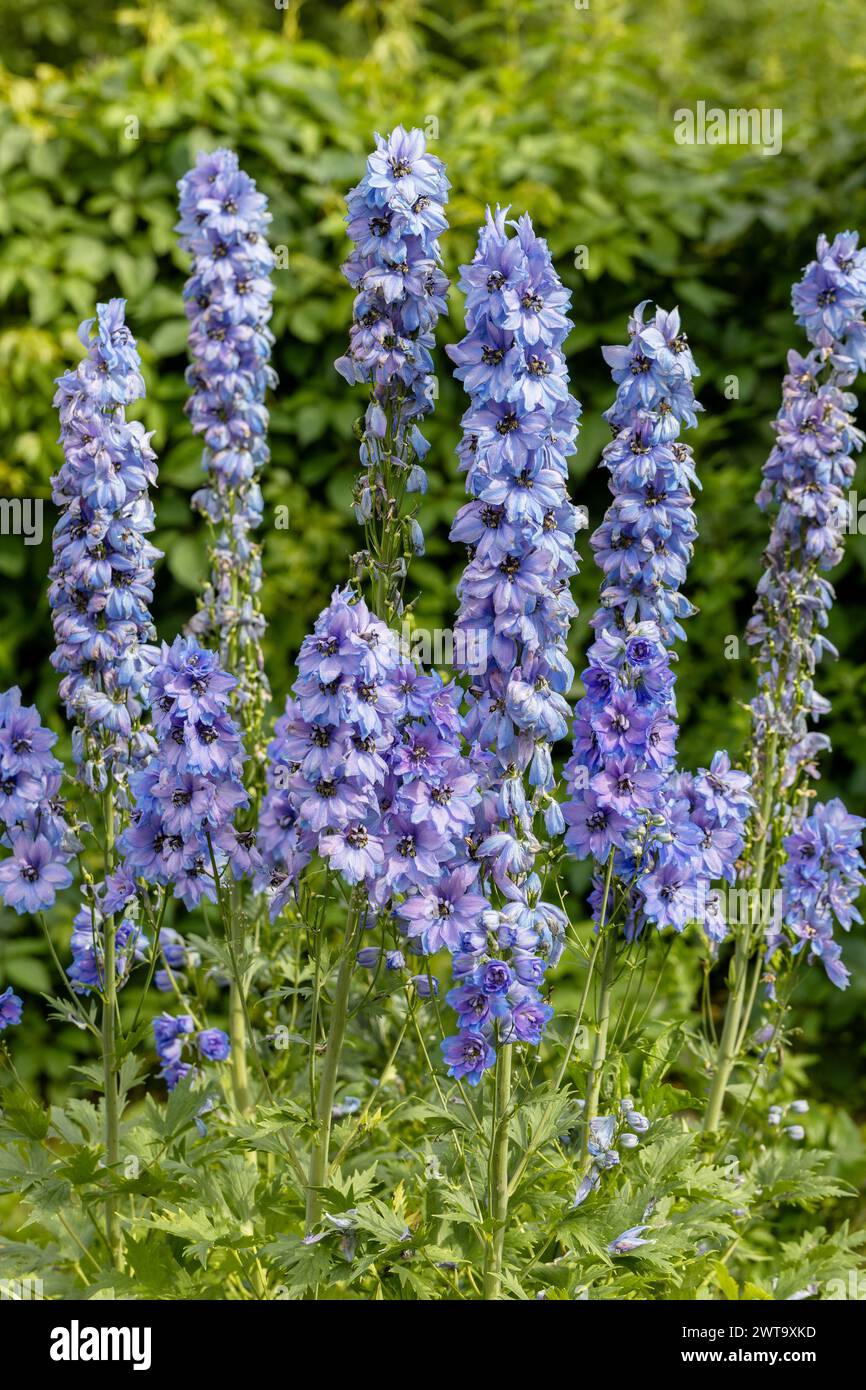 Delphinium blue grows in the garden. Double blue flower delphinium collection Stock Photo