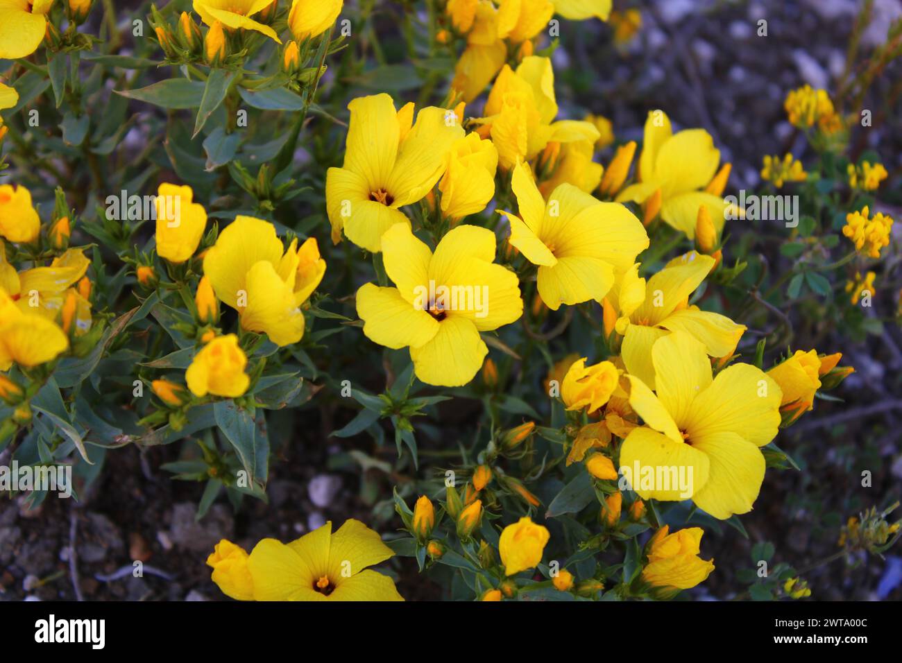 yellow colored Linum grandiflorum flower Stock Photo