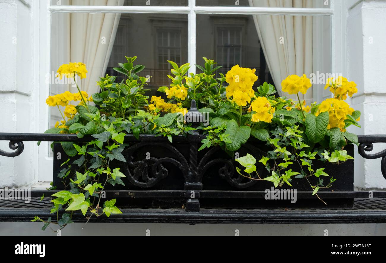 Yellow Primula and Ivy in a London window box Stock Photo