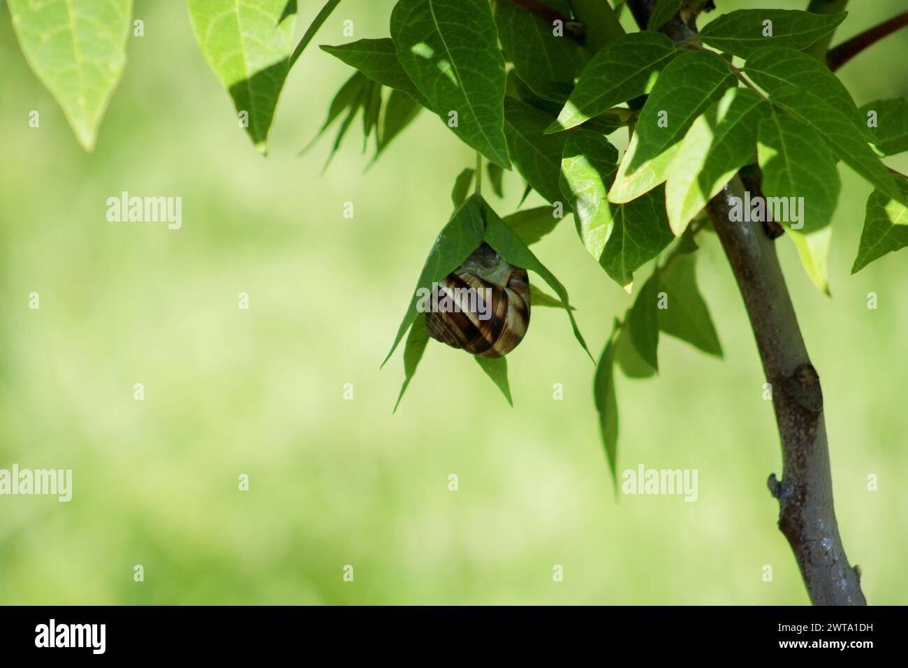 Snail on green leaf. spring time and green color background Stock Photo ...