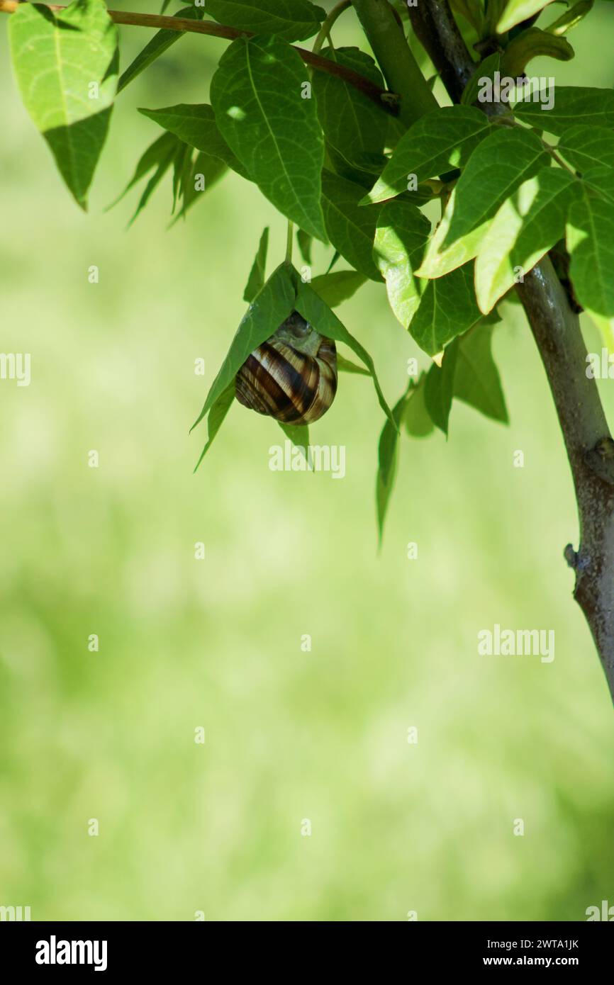 Snail on green leaf. spring time and green color background Stock Photo ...