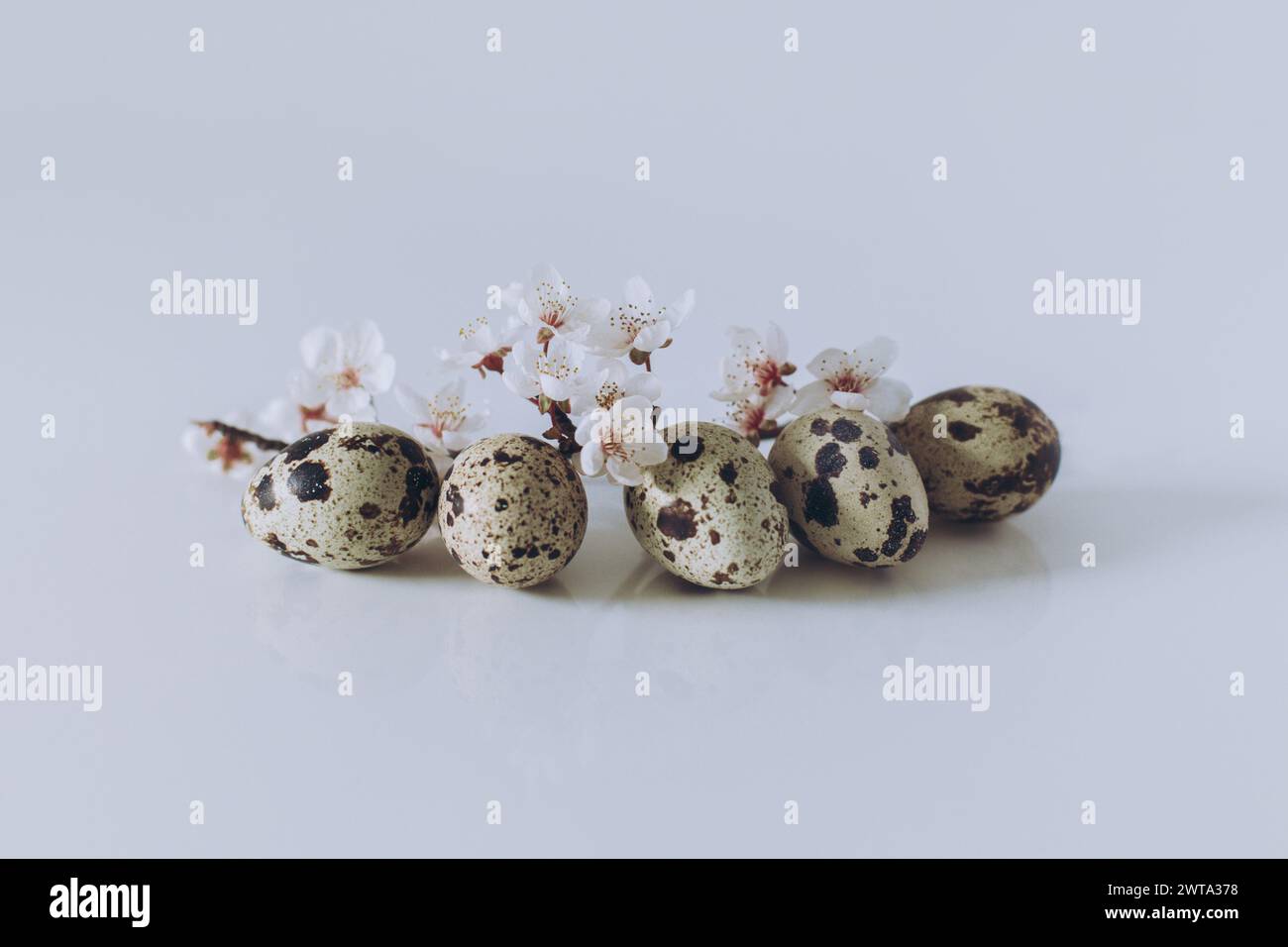 Beautiful branch with white blossom and eggs on a white background ...