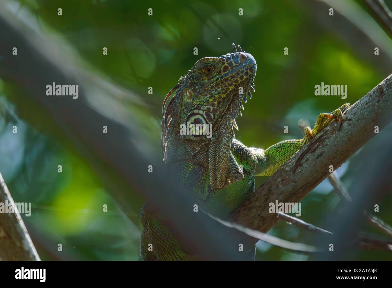 Portrait of Wild Male Green Iguana Climbing Mangroves in Oaxaca Stock ...