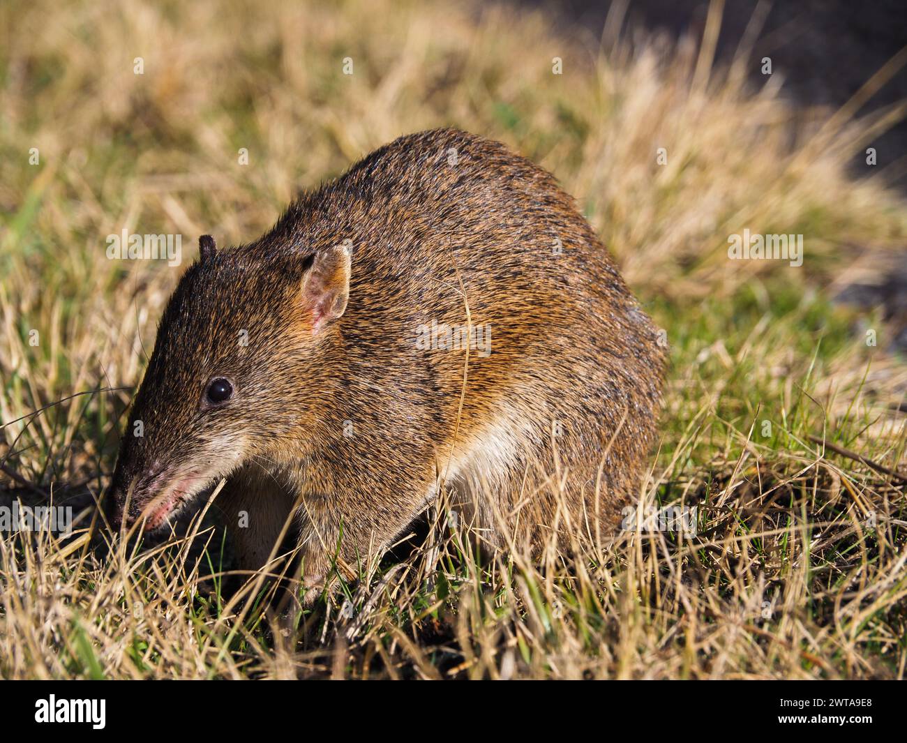 A bandicoot forages in the grass, Australia Stock Photo