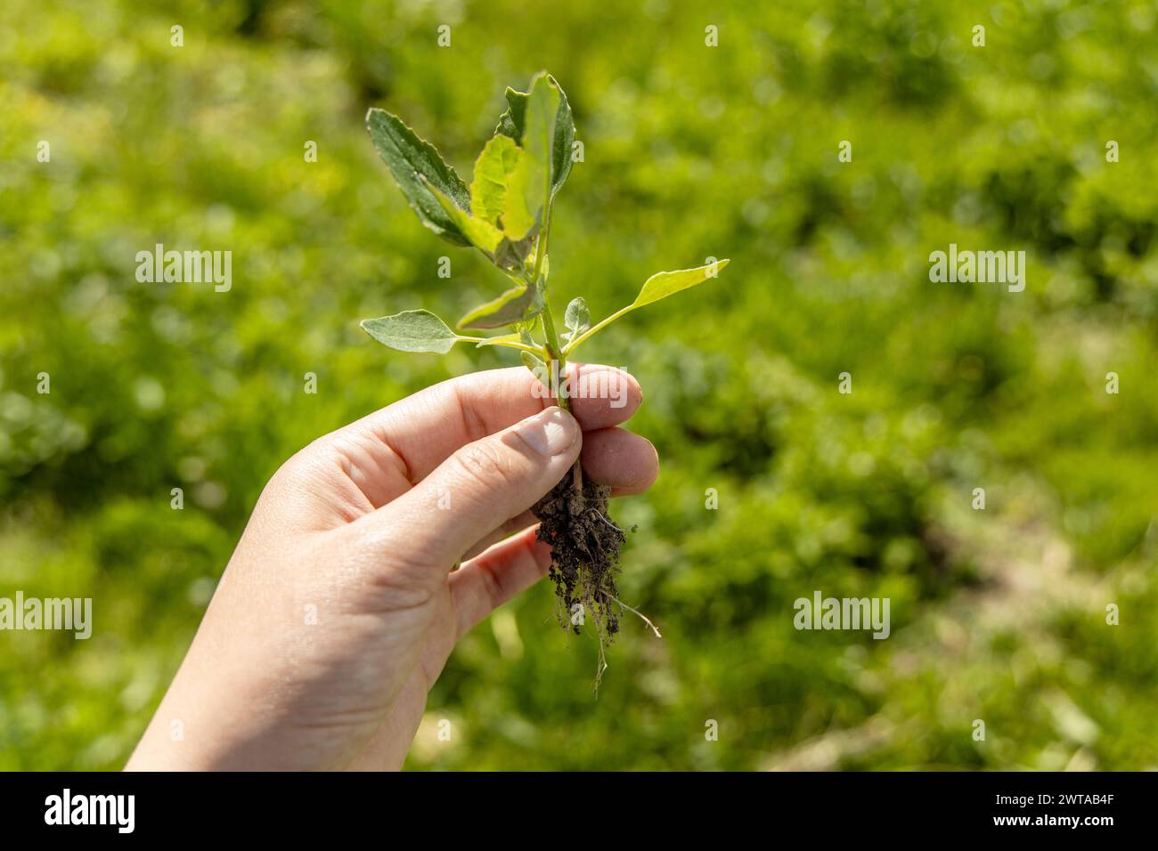 A hand holds a young swan weed plant. Atriplex patula Stock Photo