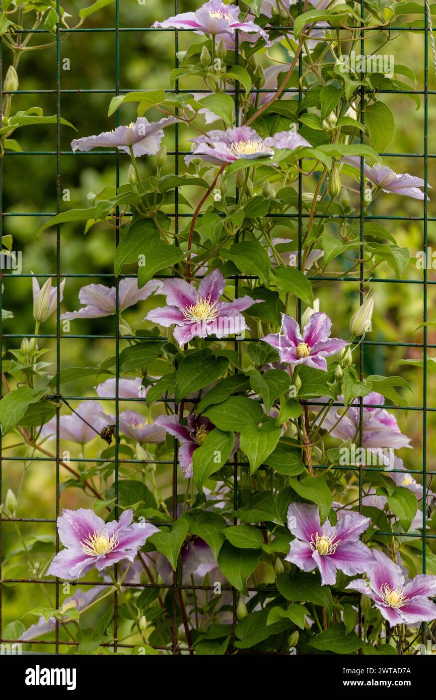 Hydrangea arborescens Magical Pinkerbell flowers in garden Stock Photo