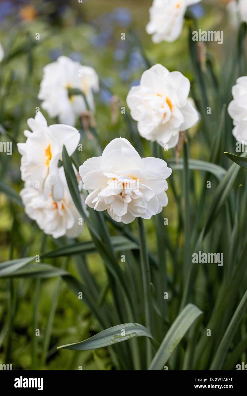 Narcissus orangery hi-res stock photography and images - Alamy