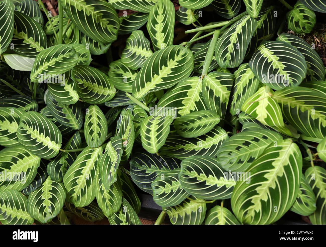 Prayer Plant, Maranta 'Lemon Lime', Marantaceae,.native to tropical Central and South America and the West Indies. Stock Photo