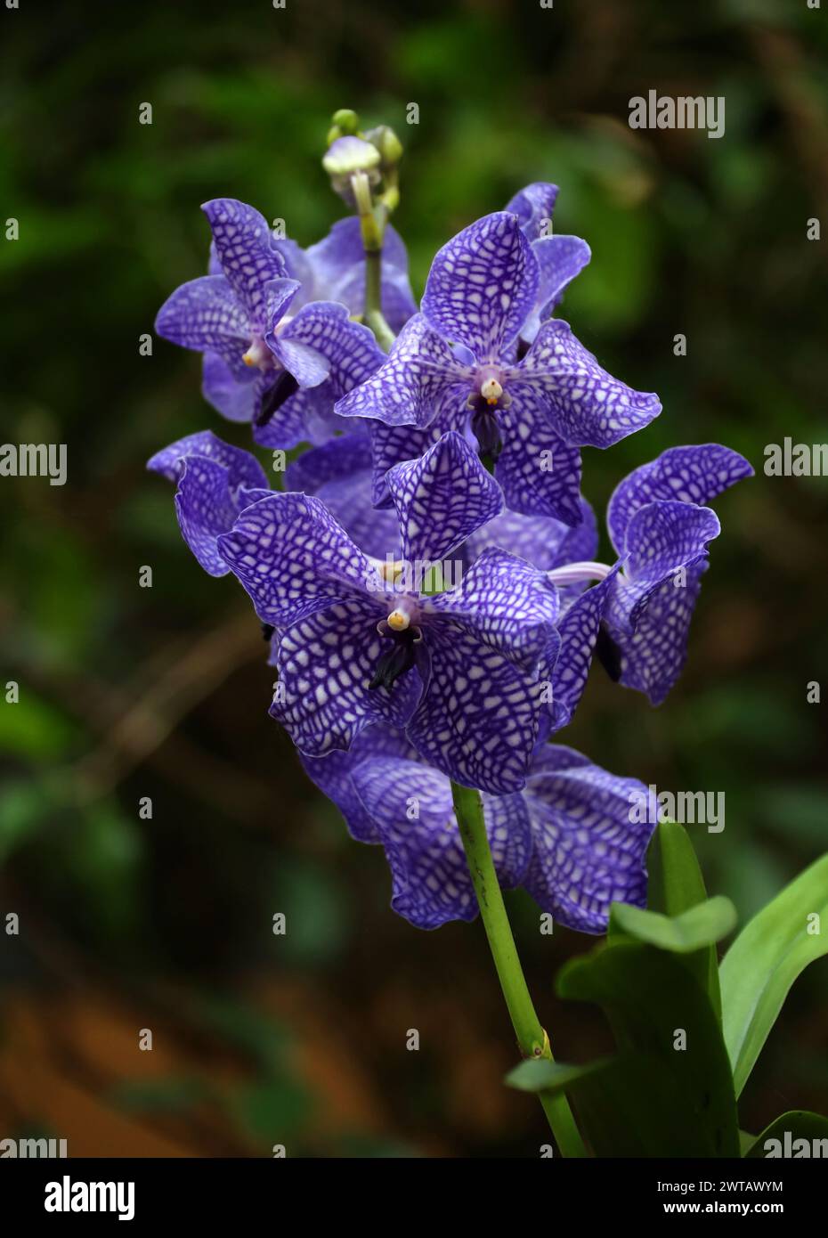 Blue Orchids, Vanda coerulea, Cultivar, Vandeae, Orchidaceae. Stock Photo